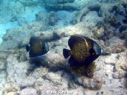 Two intermediate French Angelfish inside the barrier reef... by Mark Reasor 